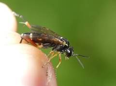 Macrophya rufipes