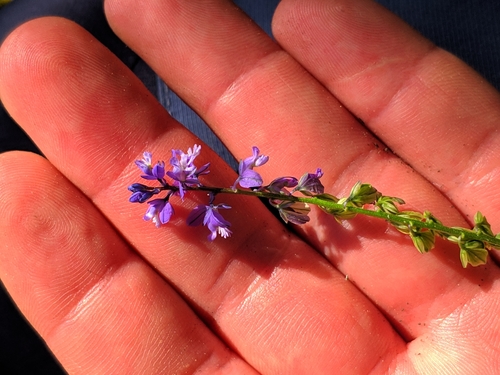 horčinka horká krátkokrídla (Polygala amara brachyptera)
