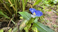 Commelina auriculata