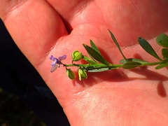 Polygala brachyptera