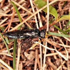 Acantholyda erythrocephala