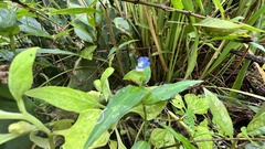 Commelina auriculata
