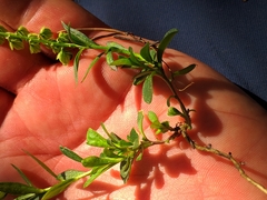 Polygala brachyptera