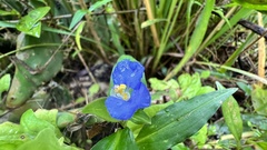 Commelina auriculata
