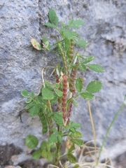 Ononis ornithopodioides