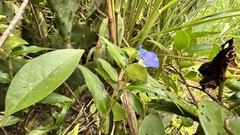 Commelina auriculata