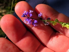 Polygala brachyptera