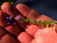 Polygala brachyptera