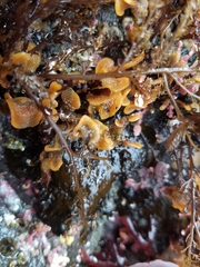 Primavelans insculpta