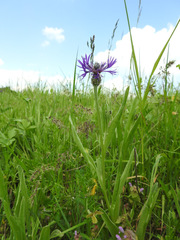 Centaurea triumfettii
