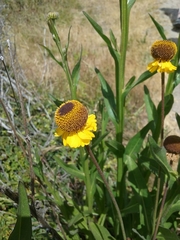 Helenium puberulum