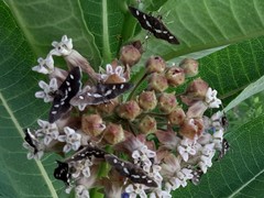 Desmia subdivisalis
