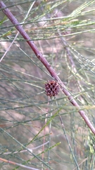 Casuarina
