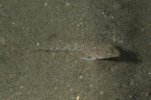Risso's pitvis (Callionymus risso) — Callionymidae — 2
