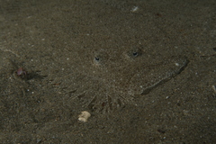 Scophthalmus rhombus