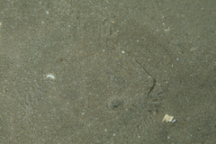 Scophthalmus rhombus