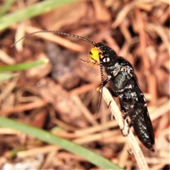 Acantholyda erythrocephala