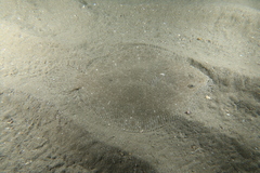 Scophthalmus rhombus