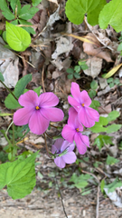 Phlox stolonifera