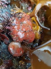 Eudistoma molle