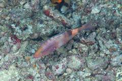 Mulloidichthys pfluegeri