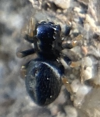 Chalcoscirtus infimus