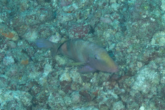Mulloidichthys pfluegeri