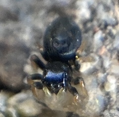 Chalcoscirtus infimus