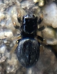 Chalcoscirtus infimus