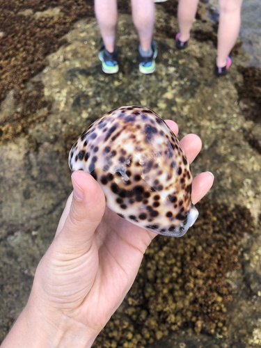 Cypraea tigris observed 2022-05-16
