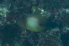 Amanses scopas