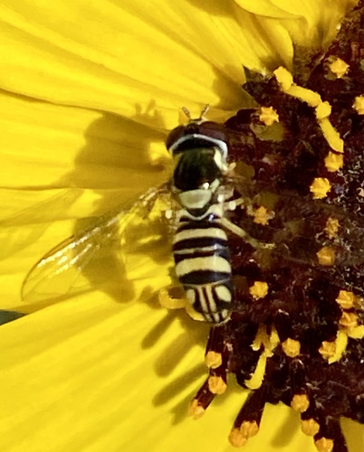 iNaturalist observation photo of Oblique Streaktail