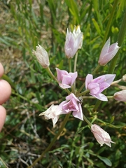 Lophioprason