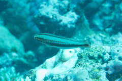 Hologymnosus doliatus