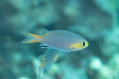 Pycnochromis acares