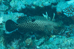 Epinephelus howlandi