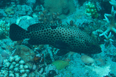Epinephelus howlandi