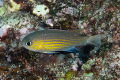 Pycnochromis vanderbilti