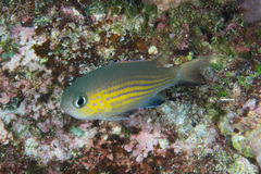 Pycnochromis vanderbilti