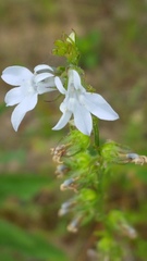Lobelia appendiculata