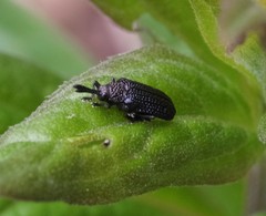 Microrhopala excavata