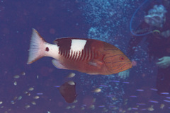 Gracila albomarginata