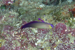 Nemateleotris decora