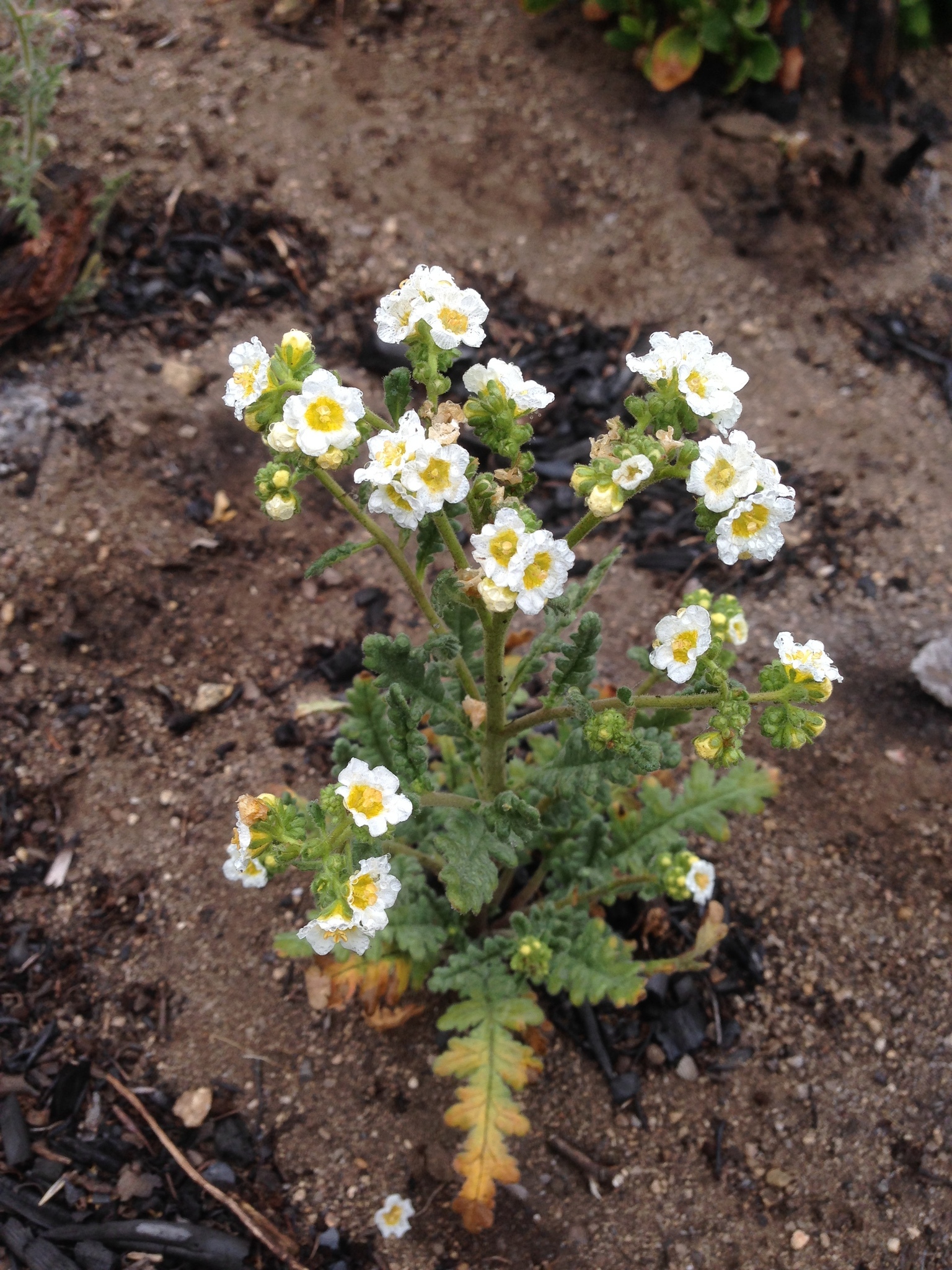 Phacelia brachyloba