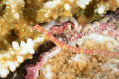 Corythoichthys nigripectus