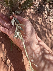 Dimorphocarpa wislizeni