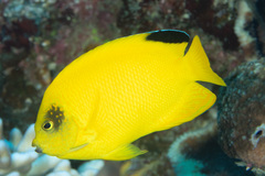 Centropyge woodheadi