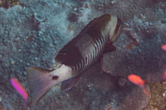 Gracila albomarginata