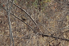 Morococcyx erythropygus