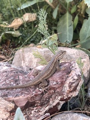 Sceloporus cowlesi